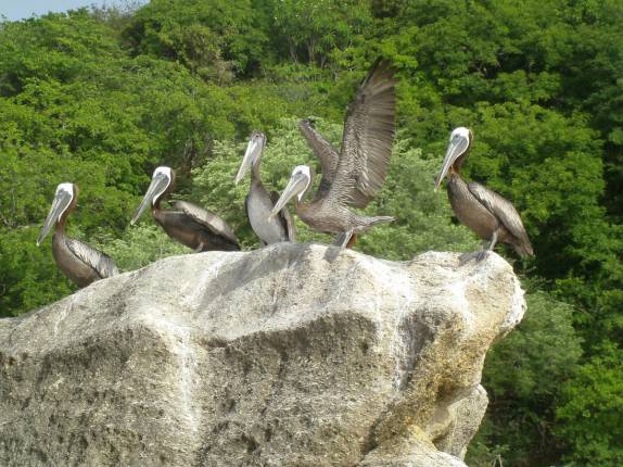 Pelicanos observam nosso snorkel e aguardam, pacientemente, sua hora de atacar o cardume de peixes (em Anse La Roche, praia de Carriacou, ilha ao norte de Granada)
